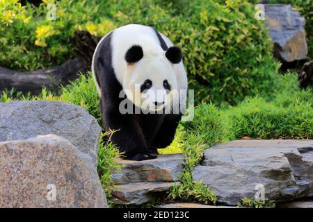 Giant Panda (Ailuropoda melanoleuca), Laufsport für Erwachsene, Captive, Adelaide, South Australia, Australien Stockfoto