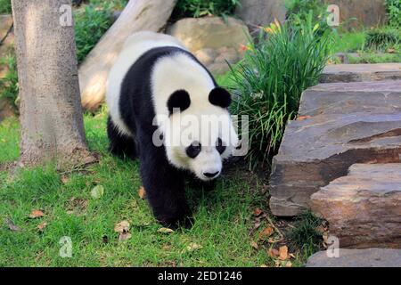 Giant Panda (Ailuropoda melanoleuca), Laufsport für Erwachsene, Captive, Adelaide, South Australia, Australien Stockfoto