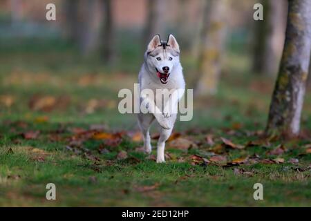 Sibirischer Husky (Canis lupus familiaris), Erwachsene, Hündin, Laufen, Schlittenhund, Rheinland-Pfalz, Deutschland Stockfoto