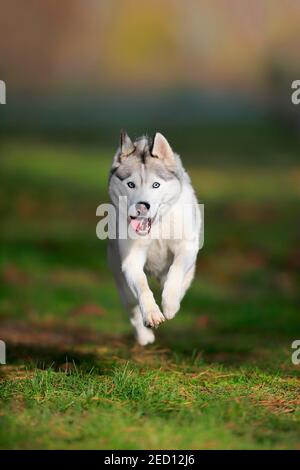 Sibirischer Husky (Canis lupus familiaris), Erwachsene, Hündin, Laufen, Schlittenhund, Rheinland-Pfalz, Deutschland Stockfoto