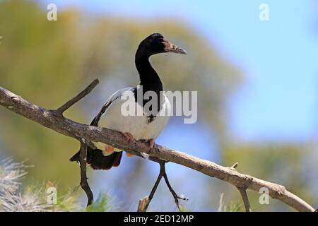 Elstergans (Anseranas semipalmata), erwachsen, hochgestellt, wachsam, Mount Lofty, South Australia, Australien Stockfoto