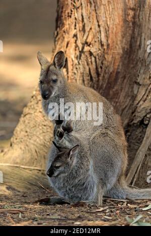 Rothalswallaby (Macropus rufograiseus), Bennett's Känguru, erwachsen, weiblich, jung aus der Tasche schauend, Cuddly Creek, South Australia, Australien Stockfoto