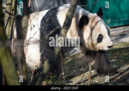 Wien, Österreich. Februar 2021, 14th. Yang Yang, ein riesiger Panda aus China, ist am 14. Februar 2021 im Zoo Schönbrunn in Wien zu sehen. Tiere im Tiergarten Schönbrunn treffen Touristen am ersten Wochenende nach Österreich entspannt ist es die dritte COVID-19-Sperre. Der Zoo Schönbrunn ist einer der ältesten Zoos Europas und beherbergt viele Tiere, darunter Pandas aus China. Kredit: Guo Chen/Xinhua/Alamy Live Nachrichten Stockfoto