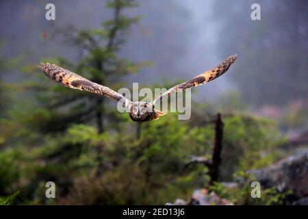 Langohreule (ASIO otus), Erwachsene, fliegend, Herbst, Böhmerwald, Tschechien Stockfoto