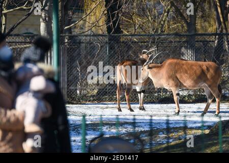 Wien, Österreich. Februar 2021, 14th. Elands sind am 14. Februar 2021 im Zoo Schönbrunn, Wien, Österreich, zu sehen. Tiere im Tiergarten Schönbrunn treffen Touristen am ersten Wochenende nach Österreich entspannt ist es die dritte COVID-19-Sperre. Der Zoo Schönbrunn ist einer der ältesten Zoos Europas und beherbergt viele Tiere, darunter Pandas aus China. Kredit: Guo Chen/Xinhua/Alamy Live Nachrichten Stockfoto