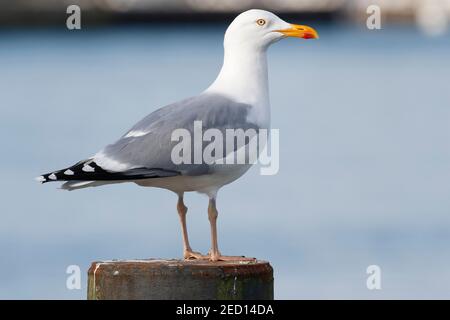 Europäische Heringsmöwe (Larus argentatus), Niendorf, Ostseeküste, Schleswig-Holstein, Deutschland Stockfoto