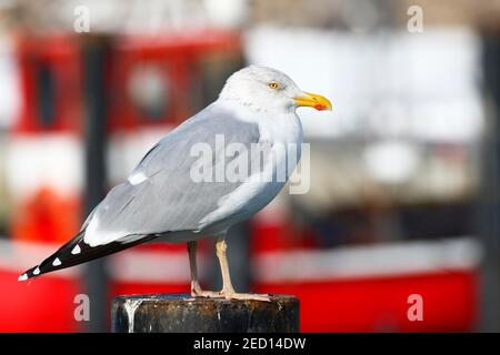 Europäische Heringsmöwe (Larus argentatus) im Hafen, Niendorf, Ostseeküste, Schleswig-Holstein, Deutschland Stockfoto