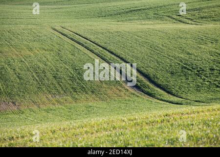 Schönes grünes Feld mit einigen Traktorspuren Stockfoto