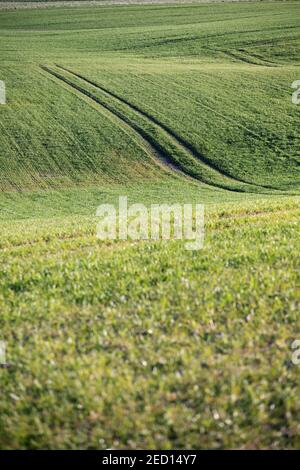 Schönes grünes Feld mit einigen Traktorspuren Stockfoto