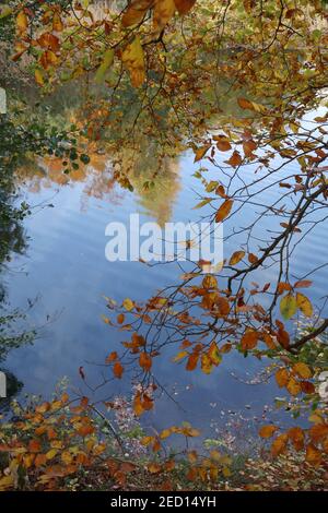 Herbstzweige und Herbstblätter hängen bunt über dem See Stockfoto