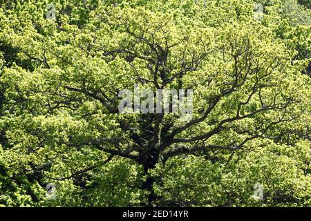 Schöne Eiche lichtdurchlässig, von der Sonne beleuchtet und mit klarem Stamm und Ästen Stockfoto
