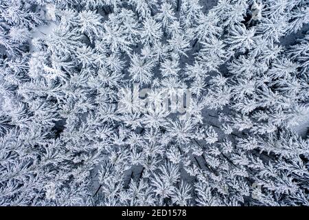Verschneite Nadelbäume, Tannen und Fichten, Schmitten, Taunus, Hessen, Deutschland Stockfoto