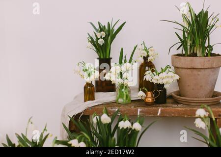 Gartenarbeit Frühlingsblumen in zu Hause. Hallo Frühjahrskonzept. Pflanzen in Tontöpfen und weiße Blumen in Glasflaschen auf rustikalem Holz mit Textil im Zimmer. Ru Stockfoto