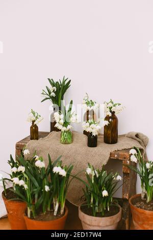 Frühlingspflanzen in Tontöpfen und weiße Blumen in Glasflaschen auf rustikalem Holz mit Textil im Zimmer. Ländliches Stillleben. Hallo Frühling. Gartenarbeit und botanik Stockfoto