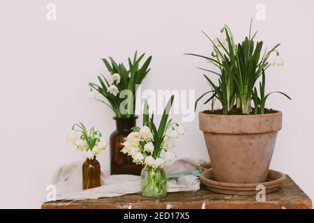 Frühlingspflanzen in Tontöpfen und weiße Blumen in Glasflaschen auf rustikalem Holz mit Textil im Zimmer. Ländliches Stillleben. Hallo Frühling. Gartenarbeit und botanik Stockfoto