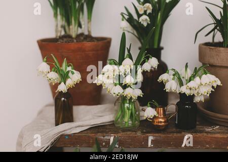 Gartenarbeit Frühlingsblumen in zu Hause. Hallo Frühjahrskonzept. Pflanzen in Tontöpfen und weiße Blumen in Glasflaschen auf rustikalem Holz mit Textil im Zimmer. Ru Stockfoto