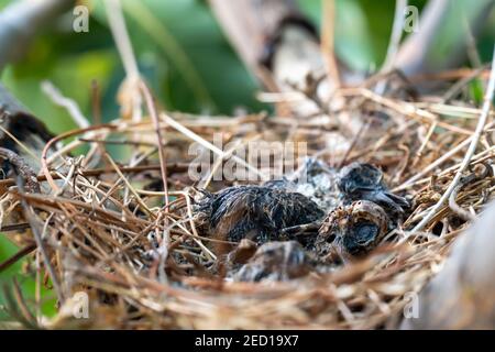 Die Überreste des Vogelbabys starben in seinem Nest. Stockfoto