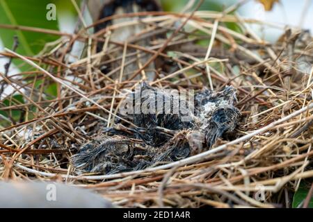 Die Überreste des Vogelbabys starben in seinem Nest. Stockfoto