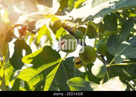 Feige wächst auf Baum in den Sonnenuntergang Stockfoto