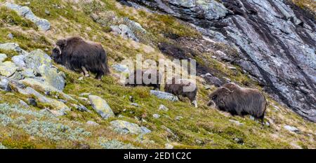 Zwei Moschusochsen (Ovibos moschatus) mit zwei Jungtieren in der Tundra, Dovrefjell Nationalpark, Oppdal, Norwegen Stockfoto