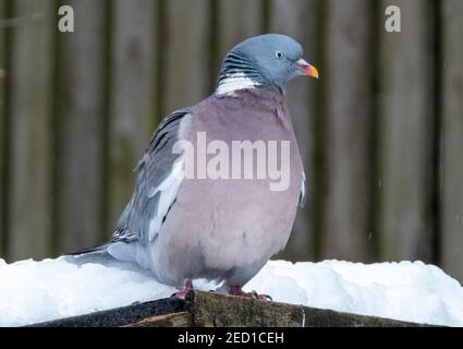 Eine Holztaube (Columba palumbus), die im Winter auf einem Gartenhäuschen sitzt, West Lothian, Schottland Stockfoto