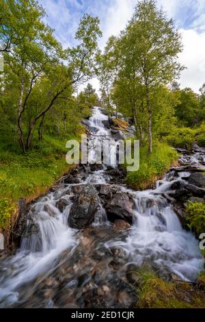 Wasserfall im Wald, Innerdalen, Hochtal, Sunndal, More Og Romsdal, Vestlandet, Norwegen Stockfoto