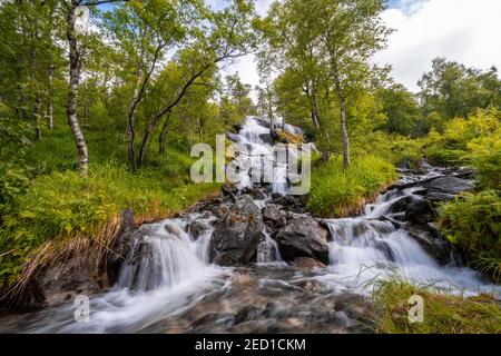 Wasserfall im Wald, Innerdalen, Hochtal, Sunndal, More Og Romsdal, Vestlandet, Norwegen Stockfoto