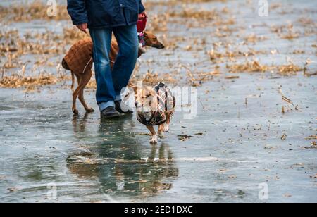 Royal Leamington Spa, Warwickshire, Großbritannien. 14th Februar 2021, UK Wetter: Ein kleiner Hund geht auf die eisbedeckte Welches Meadow bei Newbold Comyn und Jephson Gardens. Kredit: Ryan Underwood / Alamy Live Nachrichten Stockfoto