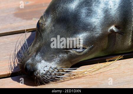 Galapagos Seelöwe (Zalophus wollebaeki) schläft auf dem Bootsdeck, Portrait, Bartolome Island, Galapagos, Ecuador Stockfoto