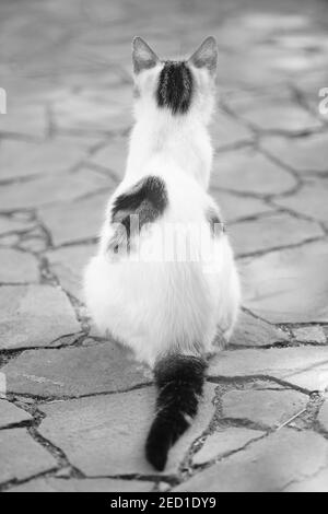 Weiß gefleckte Katze sitzt auf dem Steinboden. Rückansicht. BW-Foto. Stockfoto