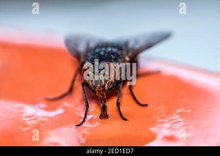 Blasfliege (Calliphoridae), die sich von Essensresten auf einem Teller ernährt, Hessen, Deutschland Stockfoto