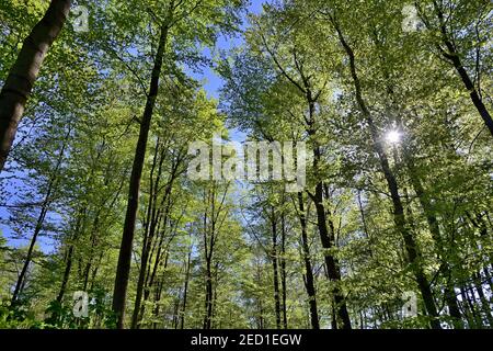 Laubwald, Kupferbuche (Fagus sylvatica), Blick in die Baumkronen bei Sonnenschein, Nordrhein-Westfalen, Deutschland Stockfoto