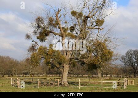 Mistel, die an einem Baum hängt, Buschy Park, Hampton Court, Greater London, England, Großbritannien, Großbritannien, Europa Stockfoto