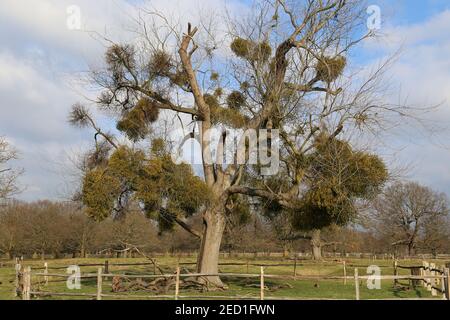 Mistel, die an einem Baum hängt, Buschy Park, Hampton Court, Greater London, England, Großbritannien, Großbritannien, Europa Stockfoto