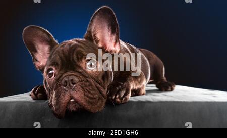 Französische Bulldogge im Fotostudio Stockfoto