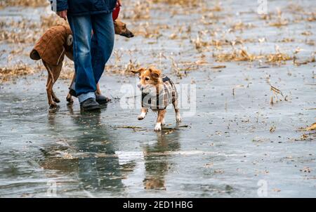 Royal Leamington Spa, Warwickshire, Großbritannien. 14th Februar 2021, UK Wetter: Ein kleiner Hund geht auf die eisbedeckte Welches Meadow bei Newbold Comyn und Jephson Gardens. Kredit: Ryan Underwood / Alamy Live Nachrichten Stockfoto