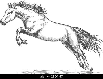 Pferderennen. Wilde Mustang laufen, aufziehen und hoch springen mit aufgelaufenen Vorderhufen. Vektor Pferd Emblem für Sport Pferderennen Stock Vektor