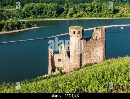 Ehrenfels Burgruine in den Weinbergen am Rhein, Rheingau, Welterbe Oberes Mittelrheintal, Assmannshausen, Rüdesheim, Hessen, Deutschland Stockfoto