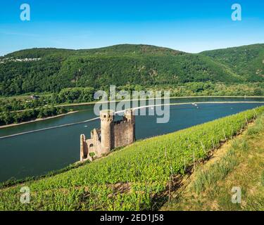 Ehrenfels Burgruine in den Weinbergen am Rhein, Rheingau, Welterbe Oberes Mittelrheintal, Assmannshausen, Rüdesheim, Hessen, Deutschland Stockfoto