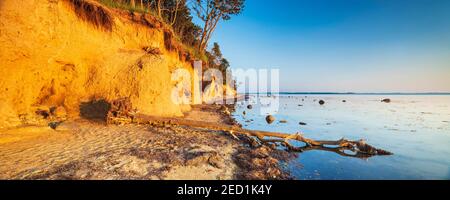 Entwurzelter Baum auf der Klippe der Ostsee im Abendlicht, Insel Poel, Mecklenburg-Vorpommern, Deutschland Stockfoto
