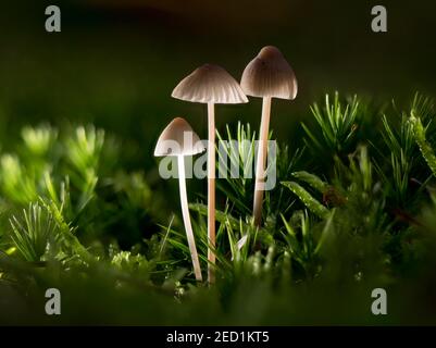 Milchhaube (Mycena galopus), Nordrhein-Westfalen, Deutschland Stockfoto