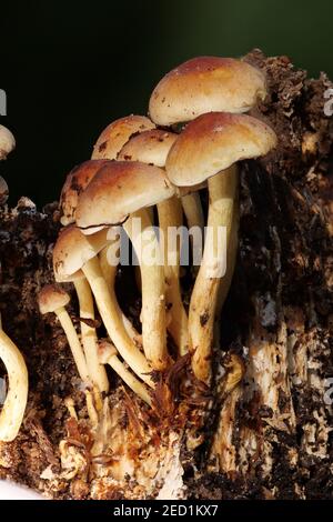 Schwefeltuft (Hypholoma fasciculare), Nordrhein-Westfalen, Deutschland Stockfoto