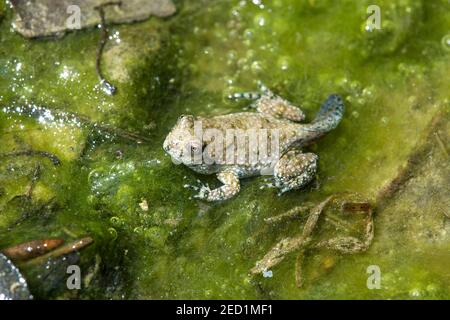 Erwachsene Larve einer Gelbbauchkröte (Bombina variegata), Schweiz Stockfoto