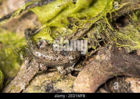 Erwachsene Larve einer Gelbbauchkröte (Bombina variegata), Schweiz Stockfoto