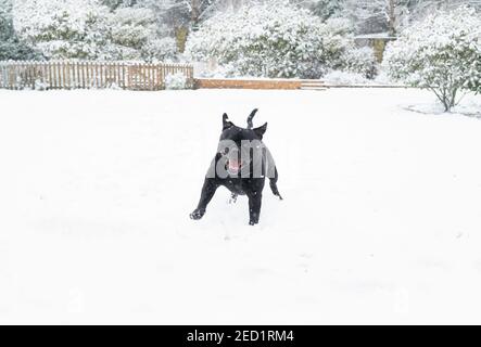 Sehr glücklich lächelnd Staffordshire Bull Terrier Hund läuft im Schnee, während es tatsächlich schneit. Er schaut auf die Kamera. Stockfoto