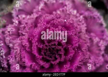 Nahaufnahme von leuchtend blühendem Grünkohl mit violetten Blättern Farbe wächst im Garten Stockfoto