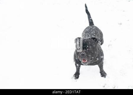Staffordshire Bull Terrier Hund steht im Schnee, während es schneit. Er schaut auf die Kamera. Es ist Speicherplatz vorhanden Stockfoto