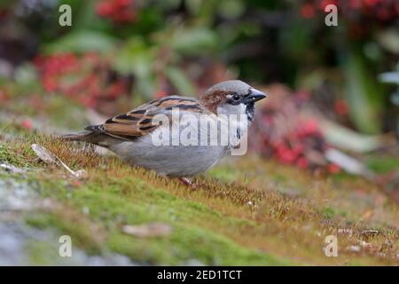 Male House Sparrow Forest of Dean UK Stockfoto