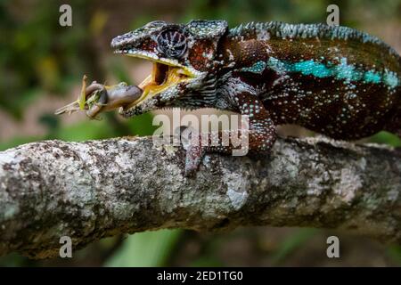 Erstaunliches Chamäleon, das auf moosigem Zweig auf Madagaskar sitzt und isst Tier Stockfoto
