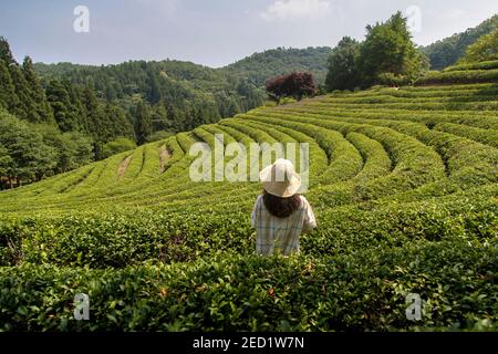 Rückansicht der nicht erkennbaren weiblichen bewundernden Landschaft von grünem Tee Plantage in Boseong Stockfoto